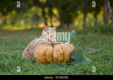 A ginger tabby cat sits with front paws resting on a round orange pumpkin. The bright field and tree background suggest a peaceful fall day. Stock Photo