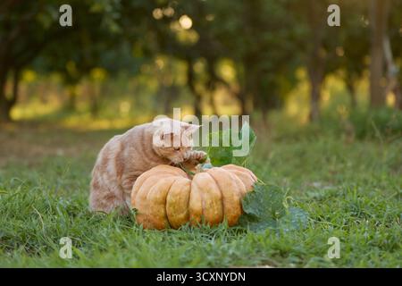 A ginger tabby cat rests beside a large orange pumpkin on the grass. The warm autumn setting highlights the soft fur and natural surroundings. Stock Photo