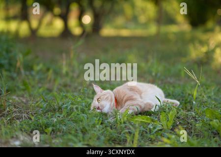 A ginger tabby cat lies comfortably on green grass in a sunny clearing. The cat appears relaxed and at peace in this soft light moment. Stock Photo