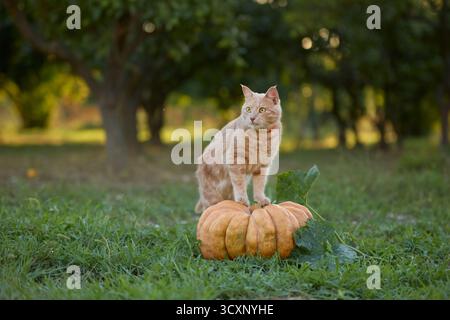 A ginger tabby cat sits confidently on top of an orange pumpkin in a grassy field. The scene reflects autumn mood and soft natural light. Stock Photo