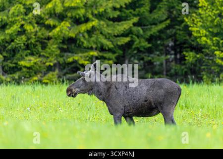 Moose / elk (Alces alces) adult bull / male with antlers covered in velvet grazing grass in meadow at edge of forest in spring, Sweden, Scandinavia Stock Photo