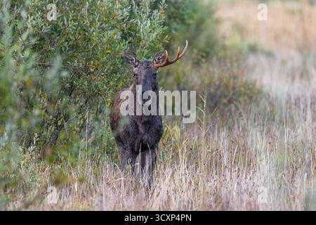 Moose / elk (Alces alces) young bull / male shedding antlers in grassland at edge of forest in autumn / fall, Sweden, Scandinavia Stock Photo