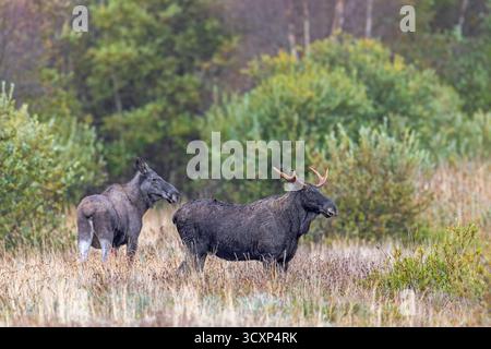 Moose / elk (Alces alces) two young bulls / males, one with shed antlers in grassland at edge of forest in autumn / fall, Sweden, Scandinavia Stock Photo