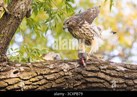 Red-shouldered hawk (Buteo lineatus) perches on a tree branch, clutching a squirrel in its talons. The scene is set against a backdrop of lush foliage Stock Photo