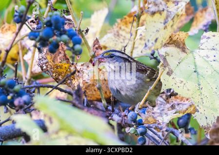 white-throated sparrow (Zonotrichia albicollis) eating grapes Stock Photo