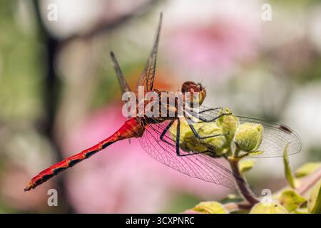 red dragonfly sitting on a flower bud Stock Photo