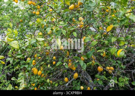 Lemons hanging from a lemon tree in the Portugees village of Avo Portugal Stock Photo
