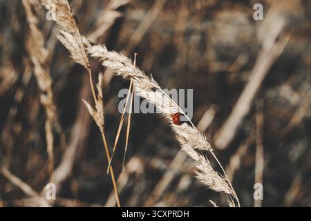 Ladybug perched on a delicate stalk of dried grass in soft sunlight. A tiny ladybug rests on a blade of grass, creating a beautiful contrast of color Stock Photo