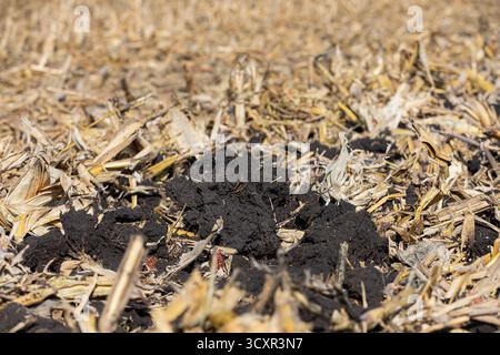 Chisel plowed corn farm field after fall tillage. Soil erosion ...
