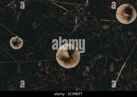 Three mushrooms in the forest floor with pine needles and pine cones viewed directly from above. This image captures a top-down view of white mushroom Stock Photo