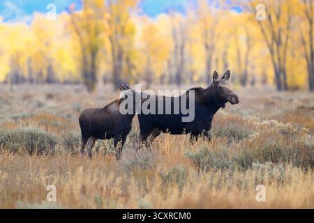 Moose calf resting his head on his mom in the fall in Grand Teton National Park, Wyoming Stock Photo