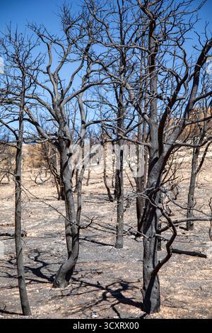 Jacob Lake, Arizona - Burned trees from the White Sage Fire. The wildfire burned 60,000 acres north of the Grand Canyon in Kaibab National Forest. Stock Photo