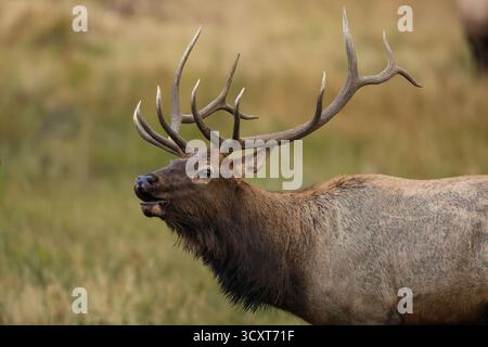 Bull elk portrait with large antlers during the autumn rut in Rocky Mountain National Park, Colorado Stock Photo