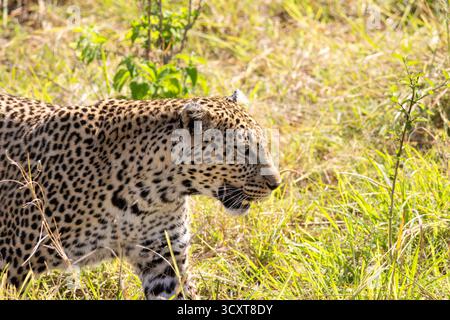 Leopard (Panthera pardus) walking through tall golden and green grass in Maasai Mara National Reserve Kenya Stock Photo