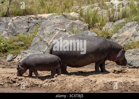 Adult Common Hippopotamus (Hippopotamus amphibius) with its calf on a dry riverbank in Maasai Mara National Reserve Stock Photo