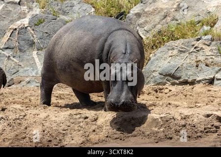 Hippopotamus (Hippopotamus amphibius) standing on sandy ground near rocky riverbank in Maasai Mara National Reserve, Kenya Stock Photo
