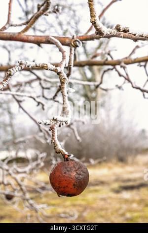 Red apple hanging on a tree branch in a garden a cold frosty winter day, Sweden Stock Photo