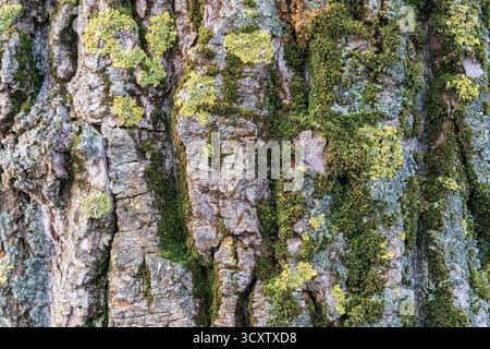 Close texture of rough tree bark covered with green moss and yellow lichen in natural forest. Stock Photo