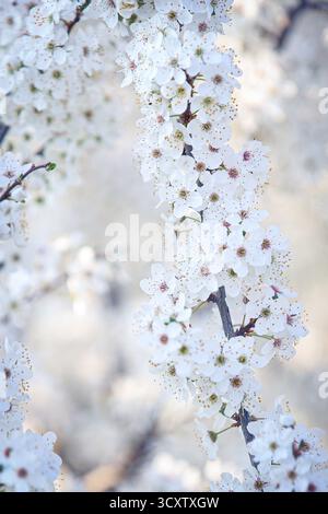White cherry blossoms on branch in spring bloom. Delicate flowers of cherry tree in soft natural light, fresh seasonal nature and peaceful mood scene Stock Photo