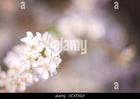 White cherry blossoms on branch in spring bloom. Delicate flowers of cherry tree in soft natural light, fresh seasonal nature and peaceful mood scene Stock Photo