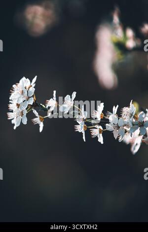 White cherry blossoms on branch in spring bloom. Delicate flowers of cherry tree in soft natural light, fresh seasonal nature and peaceful mood scene Stock Photo