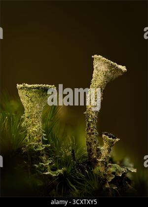Pixie Cup Lichen (Cladonia pyxidata) growing among moss on a woodland floor in England. Stock Photo