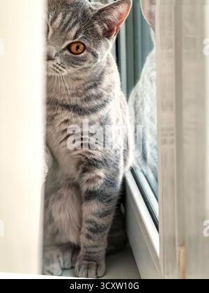 Curious Cat Peeking Through Window Blinds Stock Photo