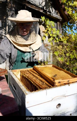 Beekeeper inspecting a beehive frame, holding tool in gloved hand, wearing protective suit and hat, rural setting on sunny day. Stock Photo