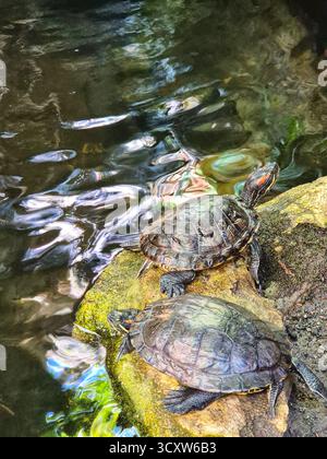 Trachemys scripta. Two turtles on a rock near the water. Stock Photo