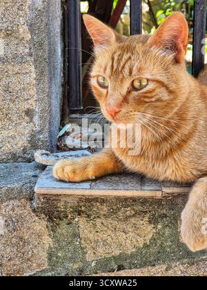 ginger cat. the cat is sitting on the street. ginger cat against the old wall. Stock Photo