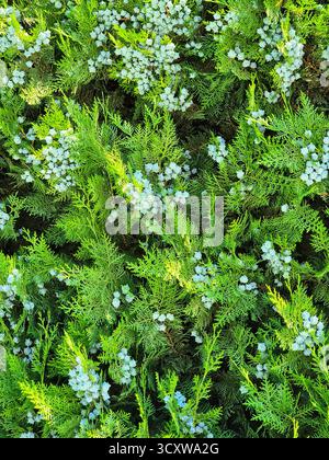 Juniper with blue cones. Thuja branches. green plant background, flora Stock Photo