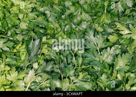 Fresh parsley leaves covering the entire frame in high resolution, creating a uniform green textured background with sharp focus across the surface Stock Photo