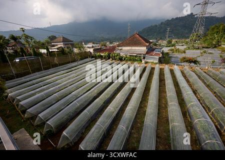 Rows of strawberry beds at a strawberry farm in Bedugul, Tabanan, Bali, Indonesia. Stock Photo