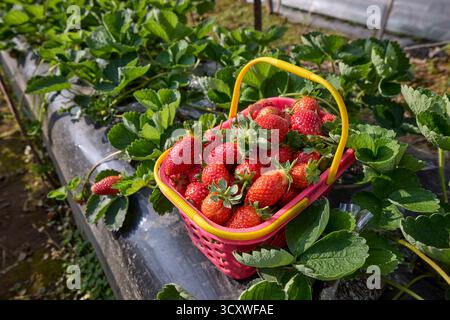 Basket with freshly picked strawberries at strawberry farm in Bedugul, Tabanan, Bali, Indonesia. Stock Photo