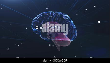 3D translucent brain model revealing inner anatomy in network environment, with floating data nodes Stock Photo
