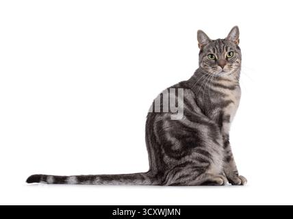 Blue blotched European Shorthair cat sitting up side ways, showing long tail. Looking straight to camera. Isolated on a white background Stock Photo