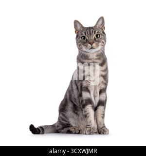 Blue blotched European Shorthair cat sitting up facing front. Looking straight to camera. Isolated on a white background Stock Photo