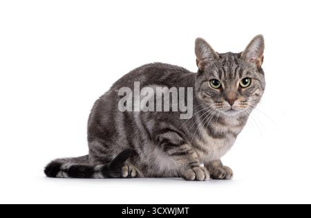 Blue blotched European Shorthair cat laying down side ways. Looking straight to camera. Isolated on a white background Stock Photo