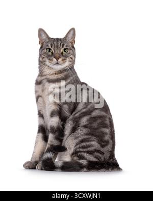 Blue blotched European Shorthair cat sitting up side ways. Looking straight to camera. Isolated on a white background Stock Photo