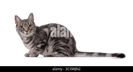 Blue blotched European Shorthair cat laying down side ways, showing long tail. Looking straight to camera. Isolated on a white background Stock Photo