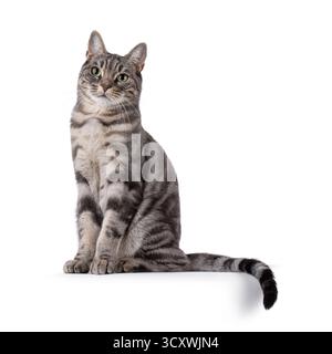 Blue blotched European Shorthair cat sitting up side ways, with tail slightly over edge. Looking towards camera. Isolated on a white background Stock Photo