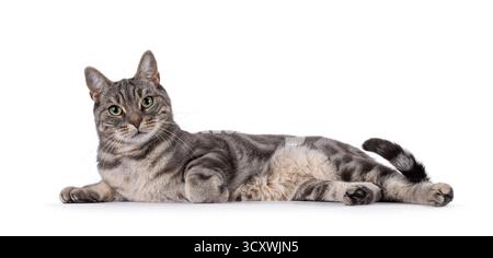 Blue blotched European Shorthair cat laying down side ways. Looking straight to camera. Isolated on a white background Stock Photo