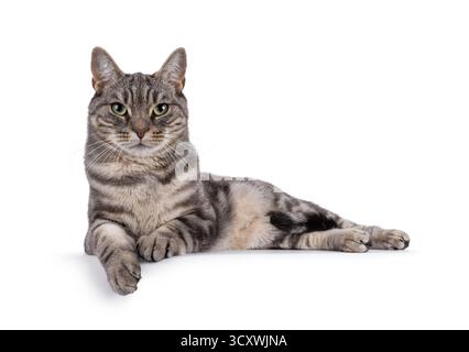 Blue blotched European Shorthair cat laying down side ways, with paws over edge. Looking straight to camera. Isolated on a white background Stock Photo