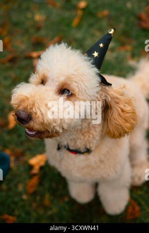 London, United Kingdom – 2025.10.15 – Adorable golden labradoodle wearing a black wizard hat with gold stars, sitting on autumn grass and looking up w Stock Photo