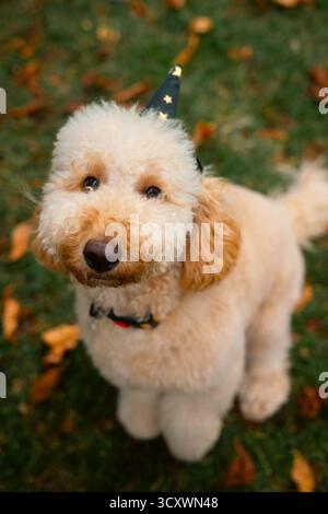 London, United Kingdom – 2025.10.15 – Cute golden labradoodle wearing a small black wizard hat with gold stars, sitting on autumn grass and looking up Stock Photo