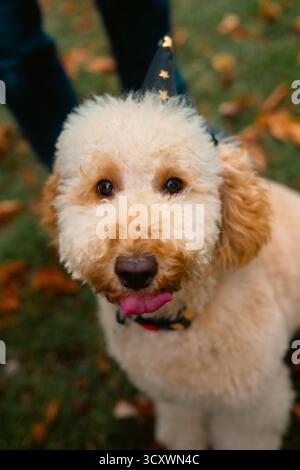 London, United Kingdom – 2025.10.15 – Cute golden labradoodle wearing a black wizard hat with gold stars, sticking out its tongue while posing on gras Stock Photo