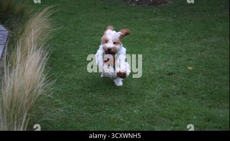 A Young Second Generation Cockapoo crossbreed between a Cocker Spaniel and a Poodle Running in Garden Surrey England Stock Photo