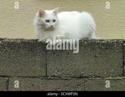 White cat on the concrete wall. Stock Photo