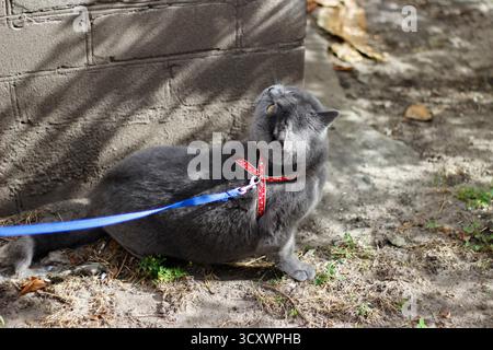 British Shorthair cat exploring the outdoors on a leash, looking curiously at the wall and surroundings. High quality photo Stock Photo