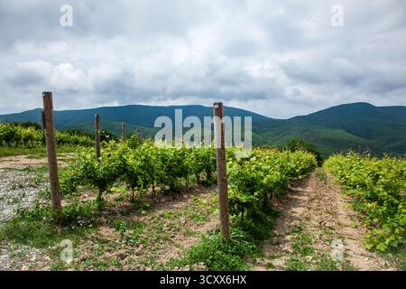 A scenic view of a vineyard shows neatly arranged green grapevines stretching across the landscape. The backdrop features rolling hills beneath a clou Stock Photo